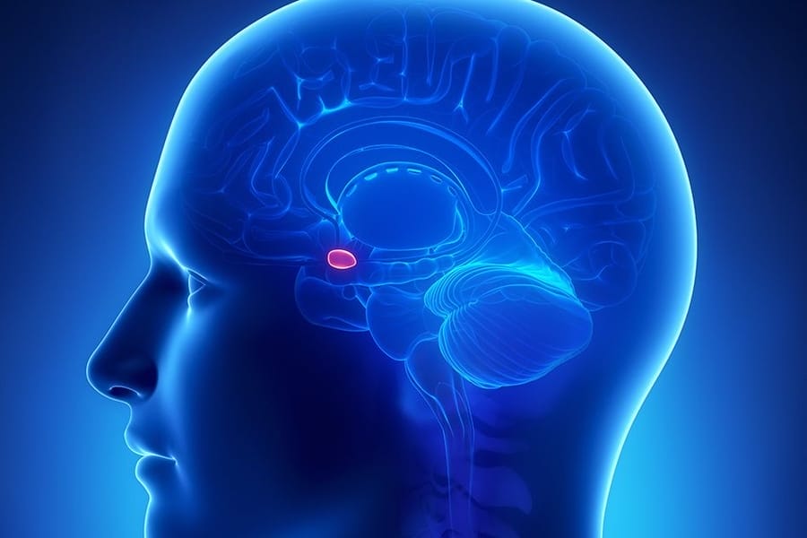 this is a picture of a human head that depicts where the pleasure center of the brain is located. by living with simplicity, we are able to experience more pleasure from day to day things