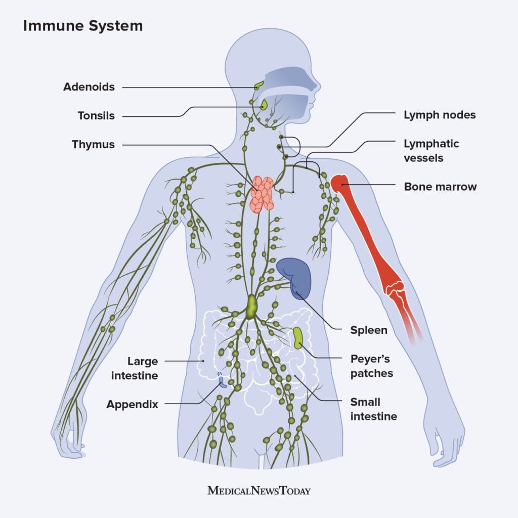 Immune system infographic